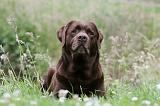 LABRADOR 419